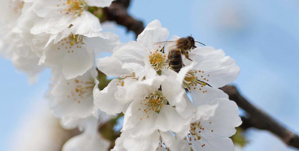 Original vi ecologic penedes abella