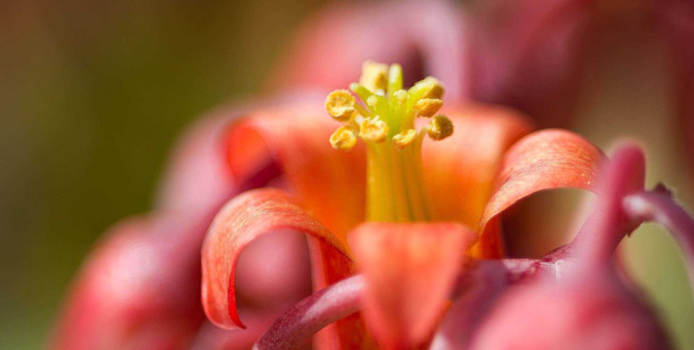 Original vi ecologic penedes flor vermella